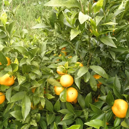 Luz - Family House Vacations- Large Private Outdoor Area