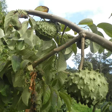 Luz - Family House Vacations- Large Private Outdoor Area Santa Cruz - Madeira