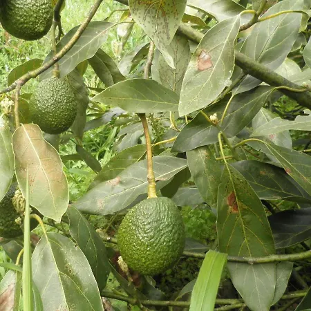 Luz - Family House Vacations- Large Private Outdoor Area Villa *