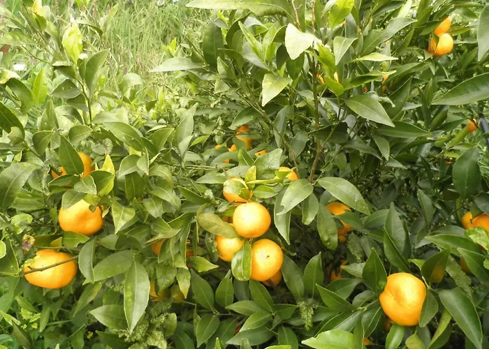 Luz - Family House Vacations- Large Private Outdoor Area