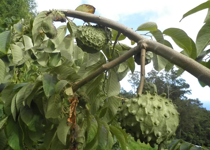 Luz - Family House Vacations- Large Private Outdoor Area Santa Cruz (Madeira)