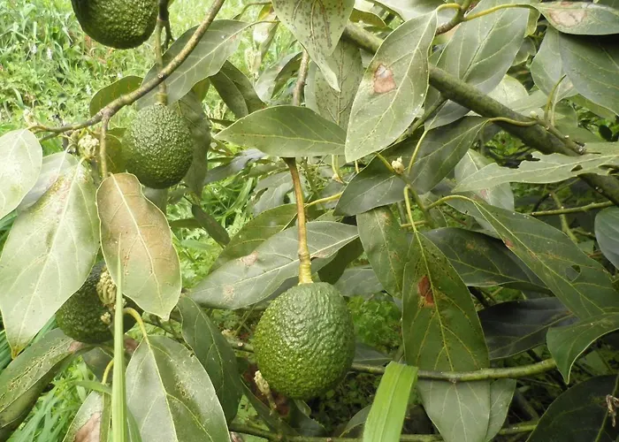 Luz - Family House Vacations- Large Private Outdoor Area Villa *